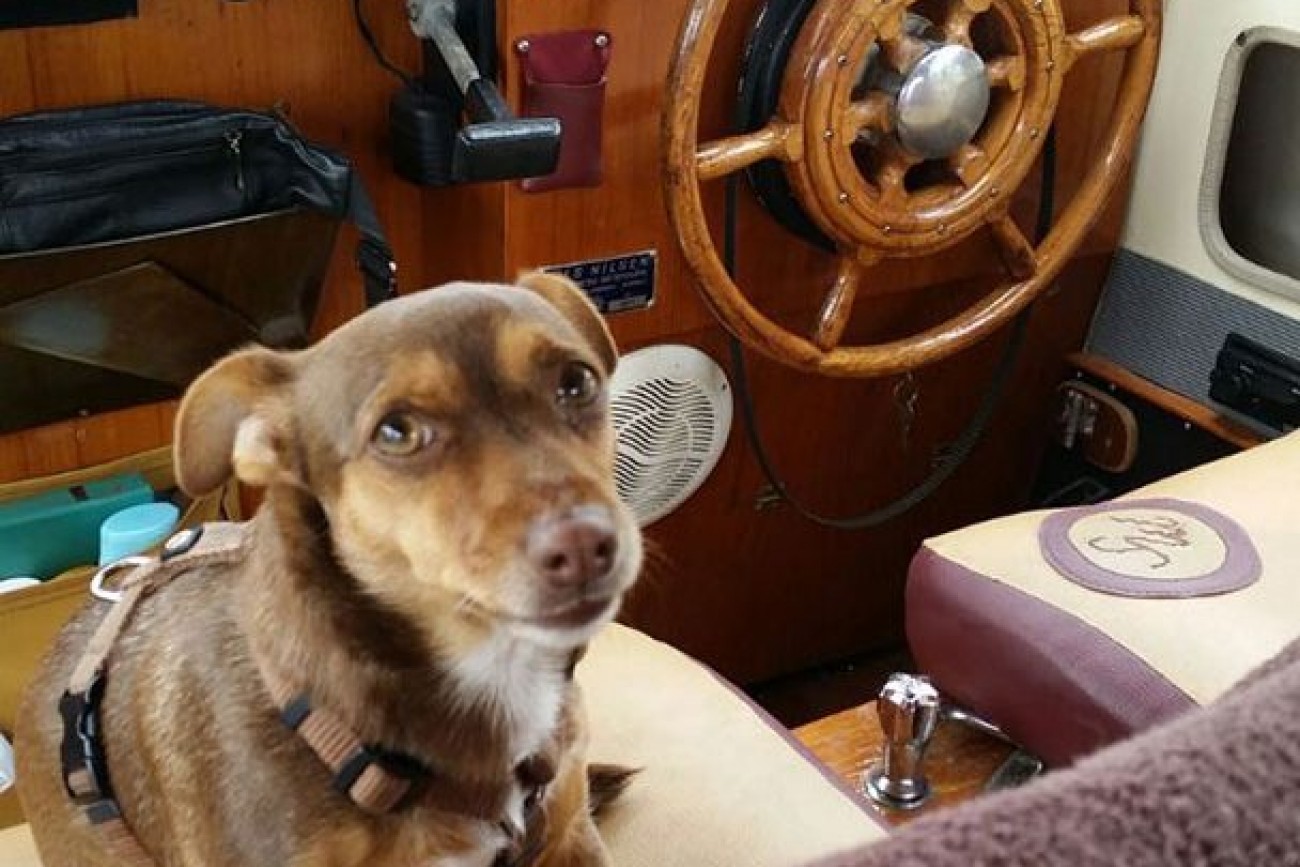 Our ship dog, Maya